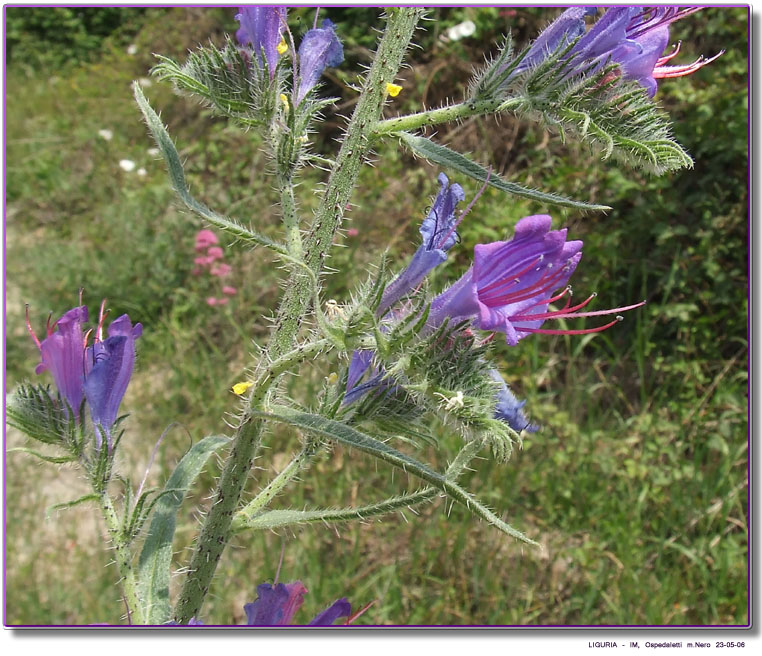 Echium vulgare / Erba viperina azzurra